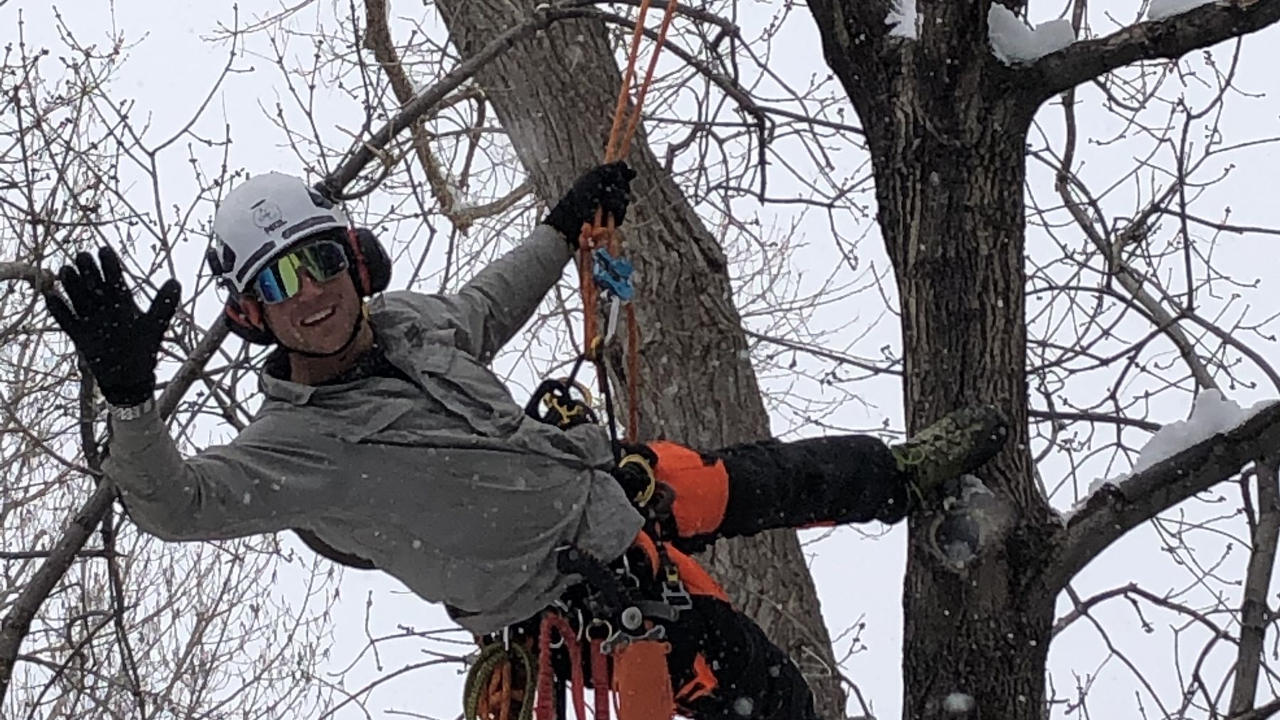 Arborist climbing a dormant tree in winter with a chainsaw on his harness