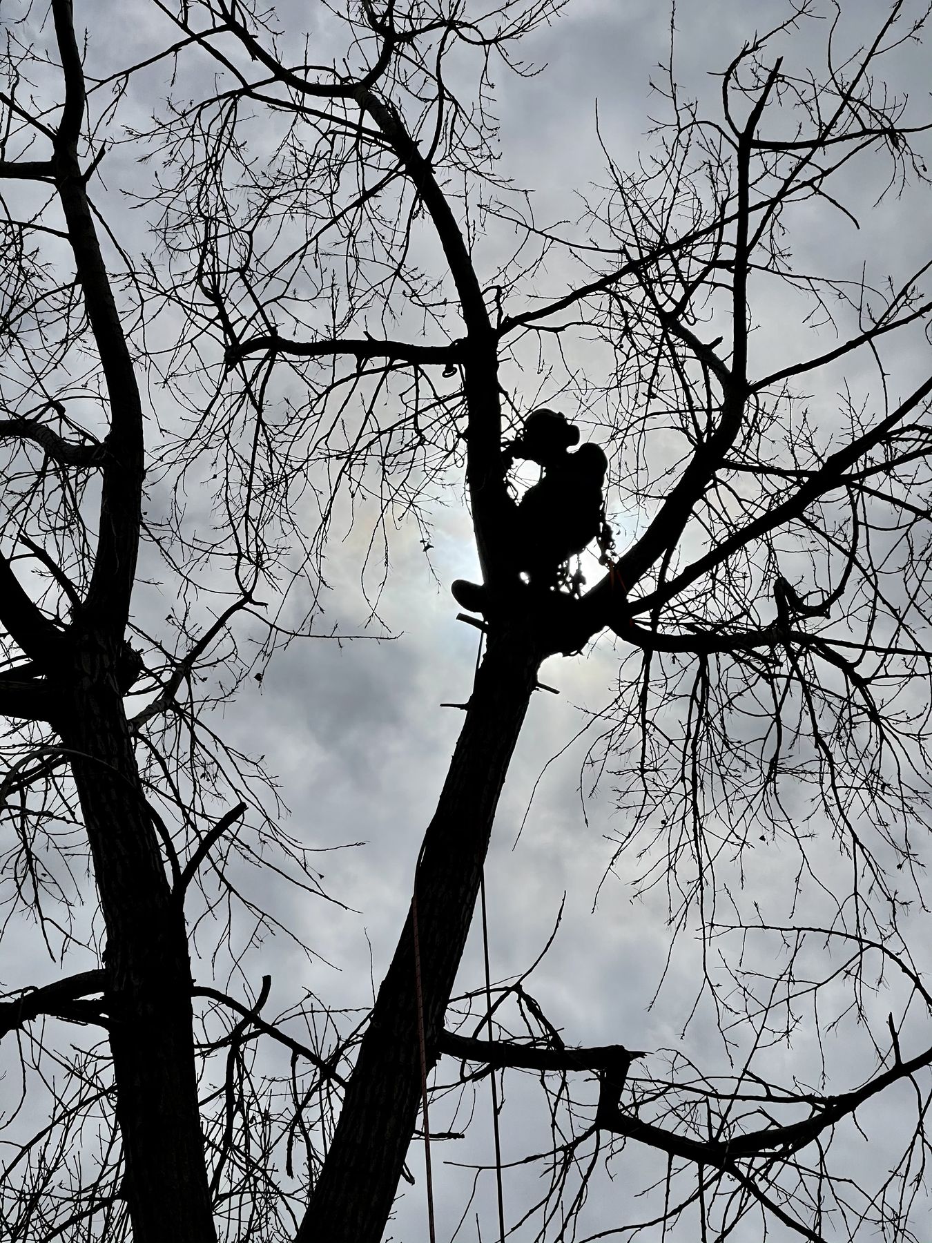 Arborist silhouetted high in a tree canopy, Broomfield, CO