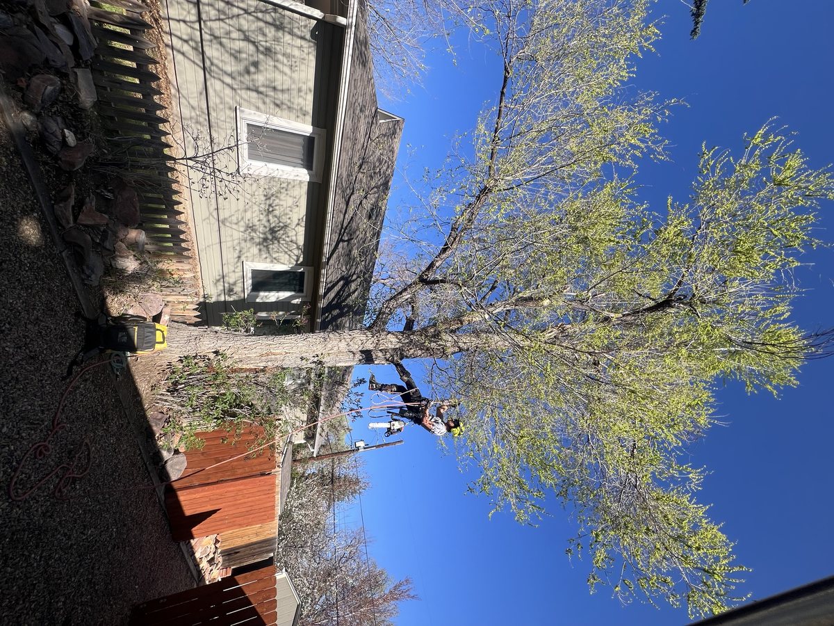 Arborist ascending a leaning trunk with a chainsaw clipped to the harness