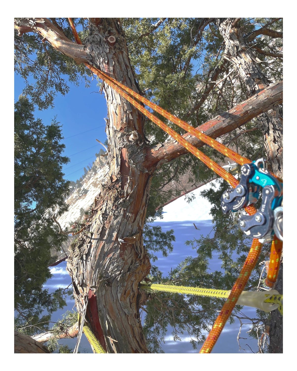 Rigging hardware and climbing lines anchored in an evergreen on a snowy slope