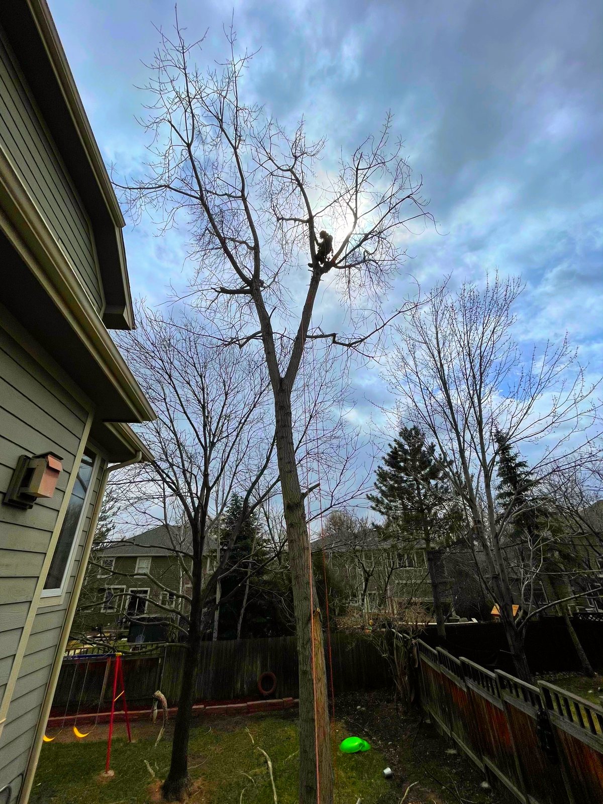 Climber working high in a bare deciduous canopy against a deep blue Colorado sky