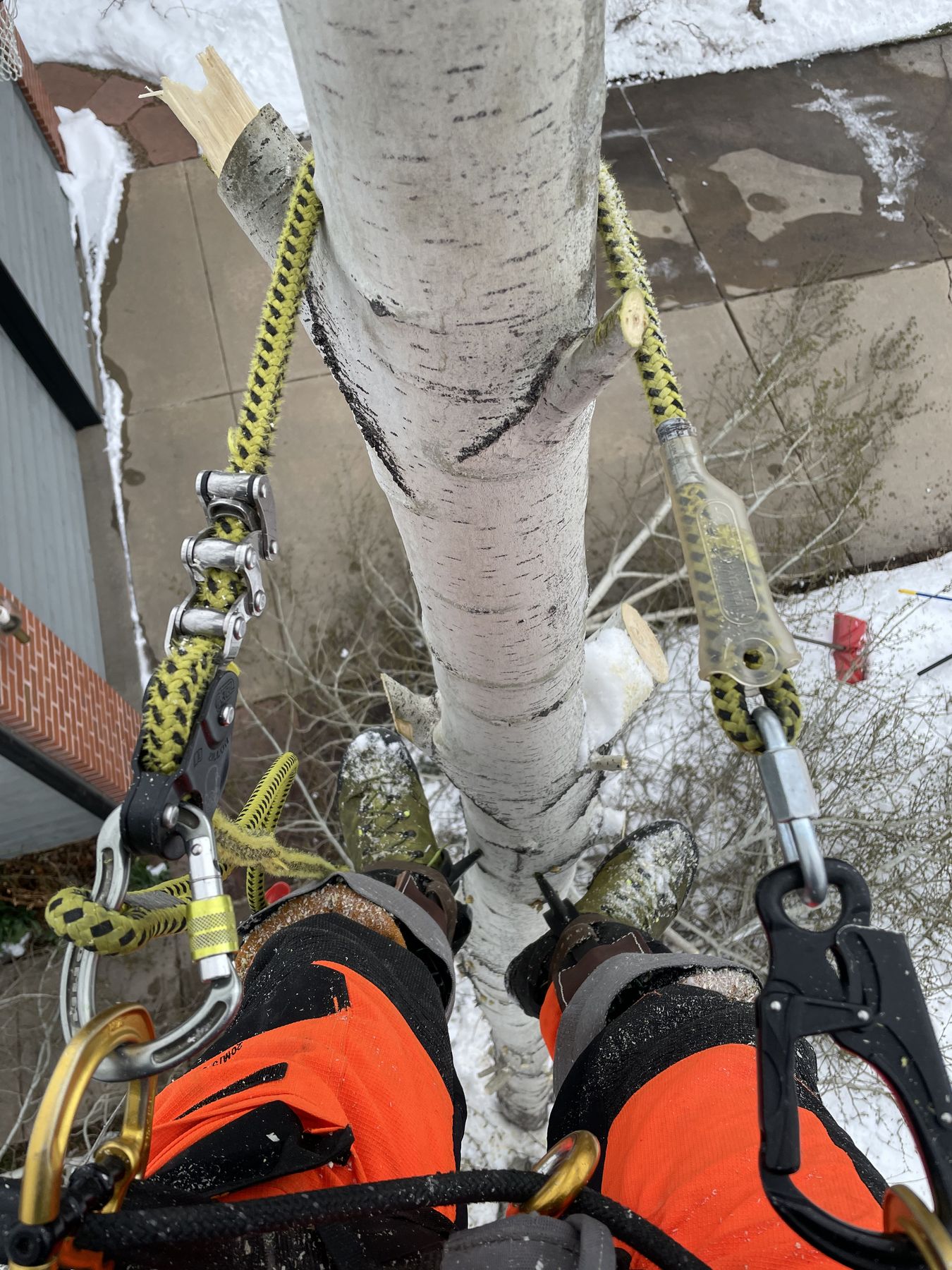 Arborist using climbing spikes on an aspen slated for removal