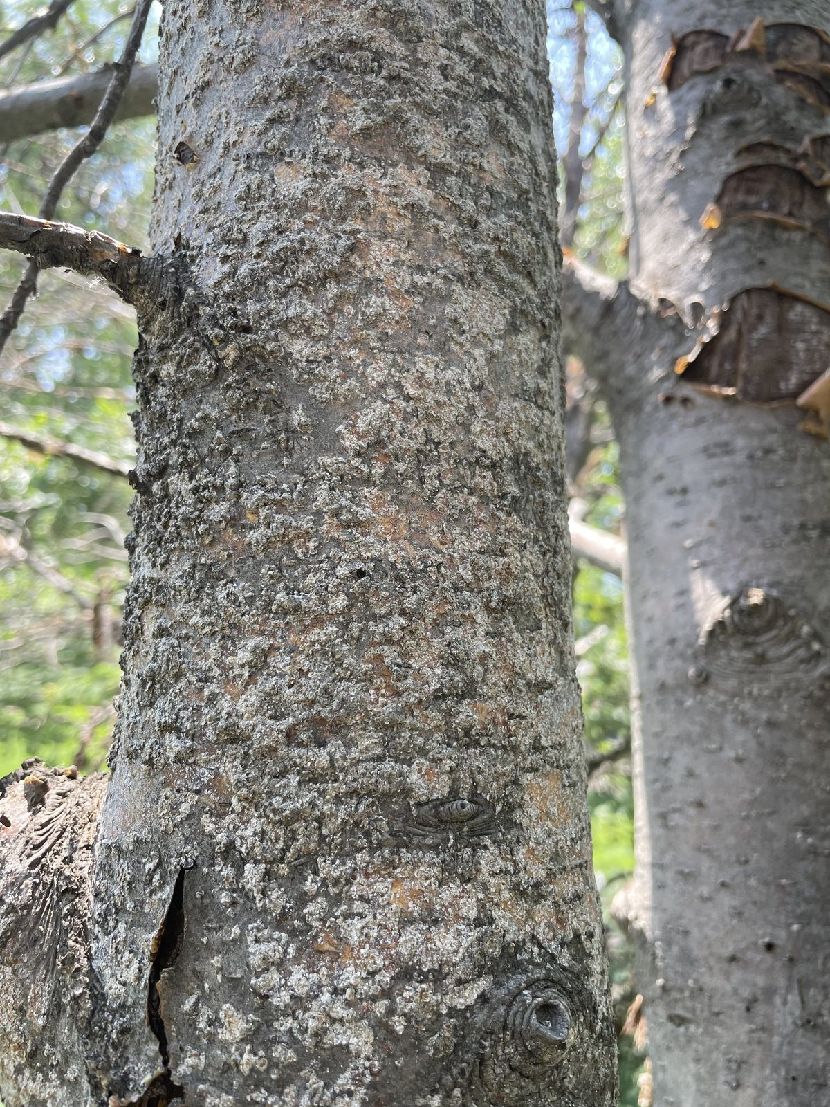 Close detail of damaged and pocked bark on two adjacent trunks