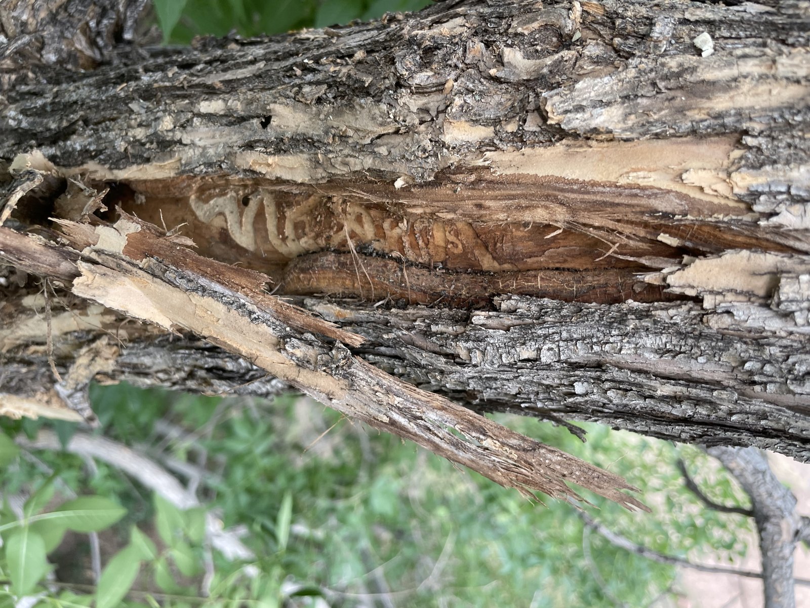 Bark opened to show insect galleries tunnelled underneath the surface
