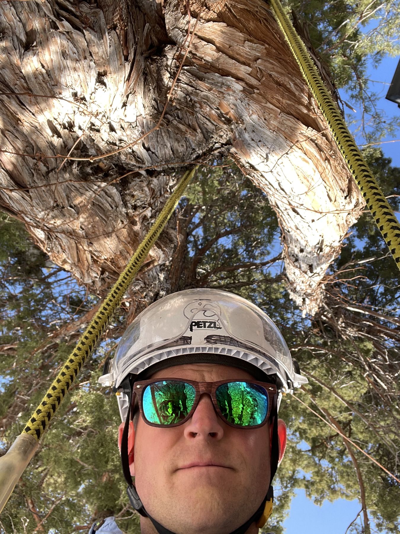 Kryn Dykema, ISA Certified Arborist, climbing in a tree canopy