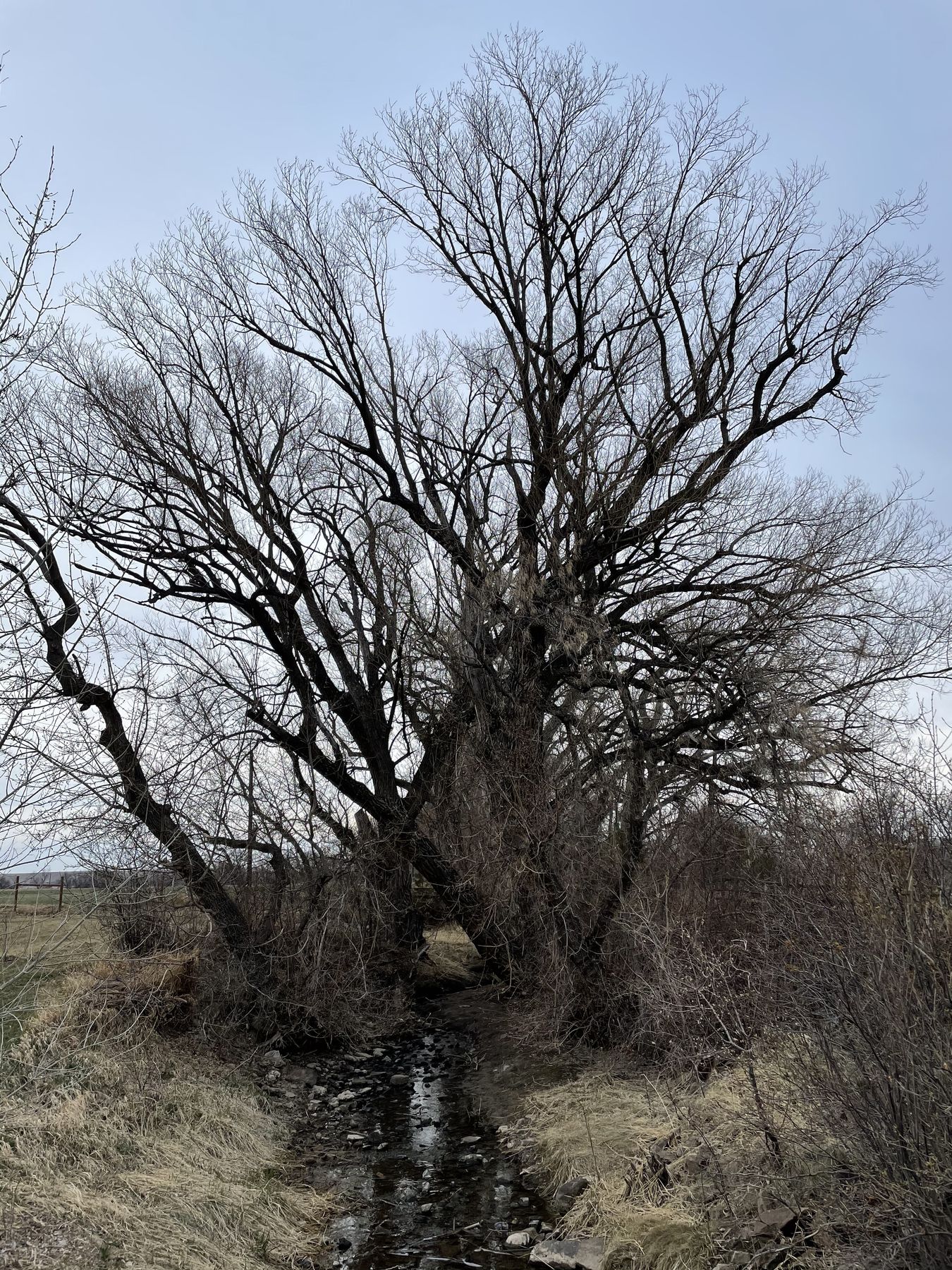 Large shade tree on an acreage property near Niwot, CO