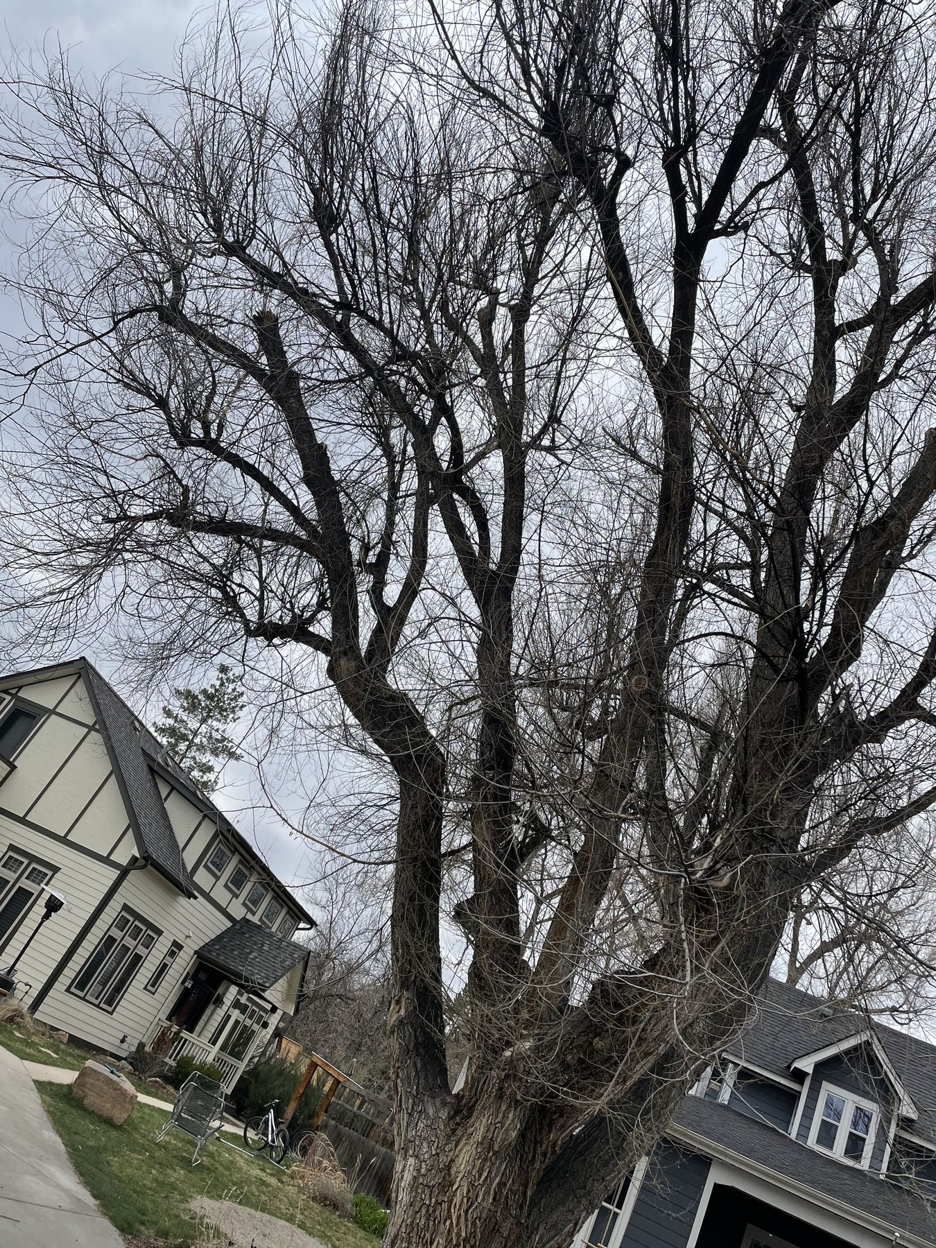 Mature cottonwood in a residential neighborhood, Longmont, CO