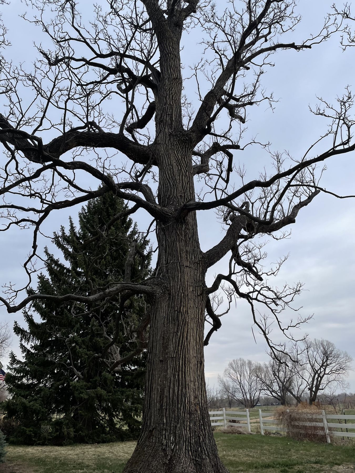 Mature deciduous tree and evergreens on a property in Lafayette, CO