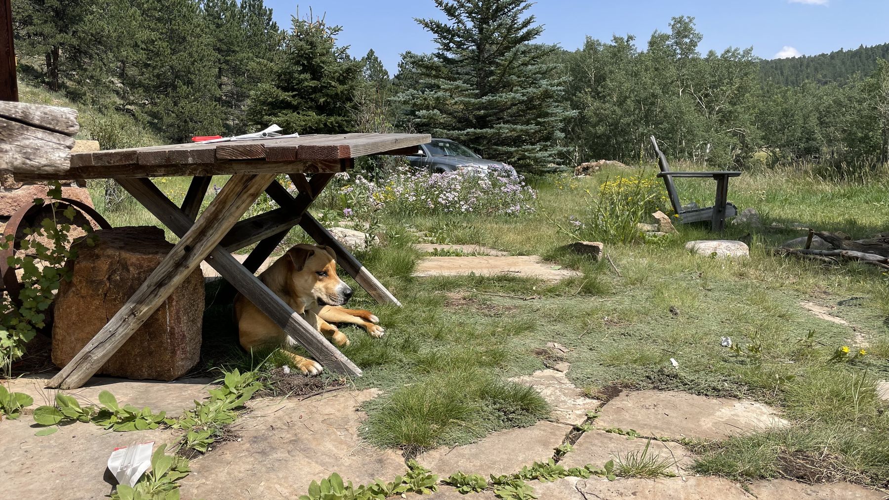 Mountain property with thinned pines after tree work near Nederland, CO