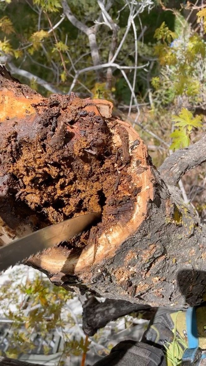 Cut limb section showing internal decay, the condition that made removal necessary