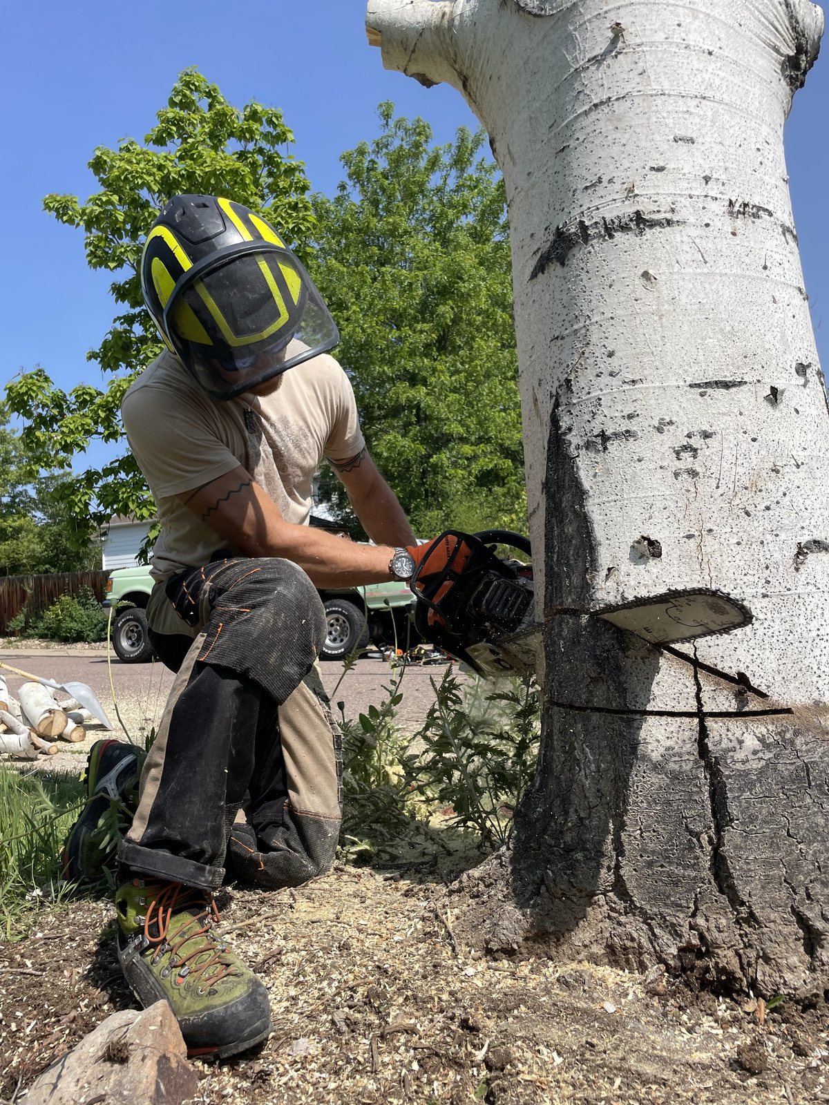 Chainsaw felling cut at the base of a large trunk, arborist in full protective equipment