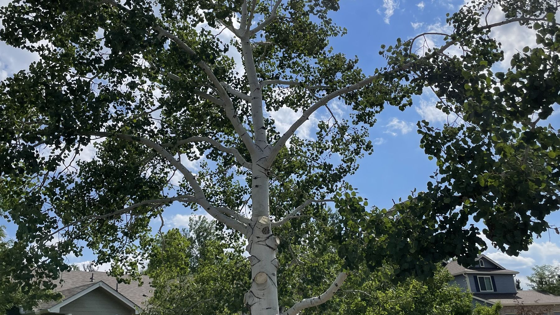 Residential tree growing in a landscaped bed, Boulder, CO
