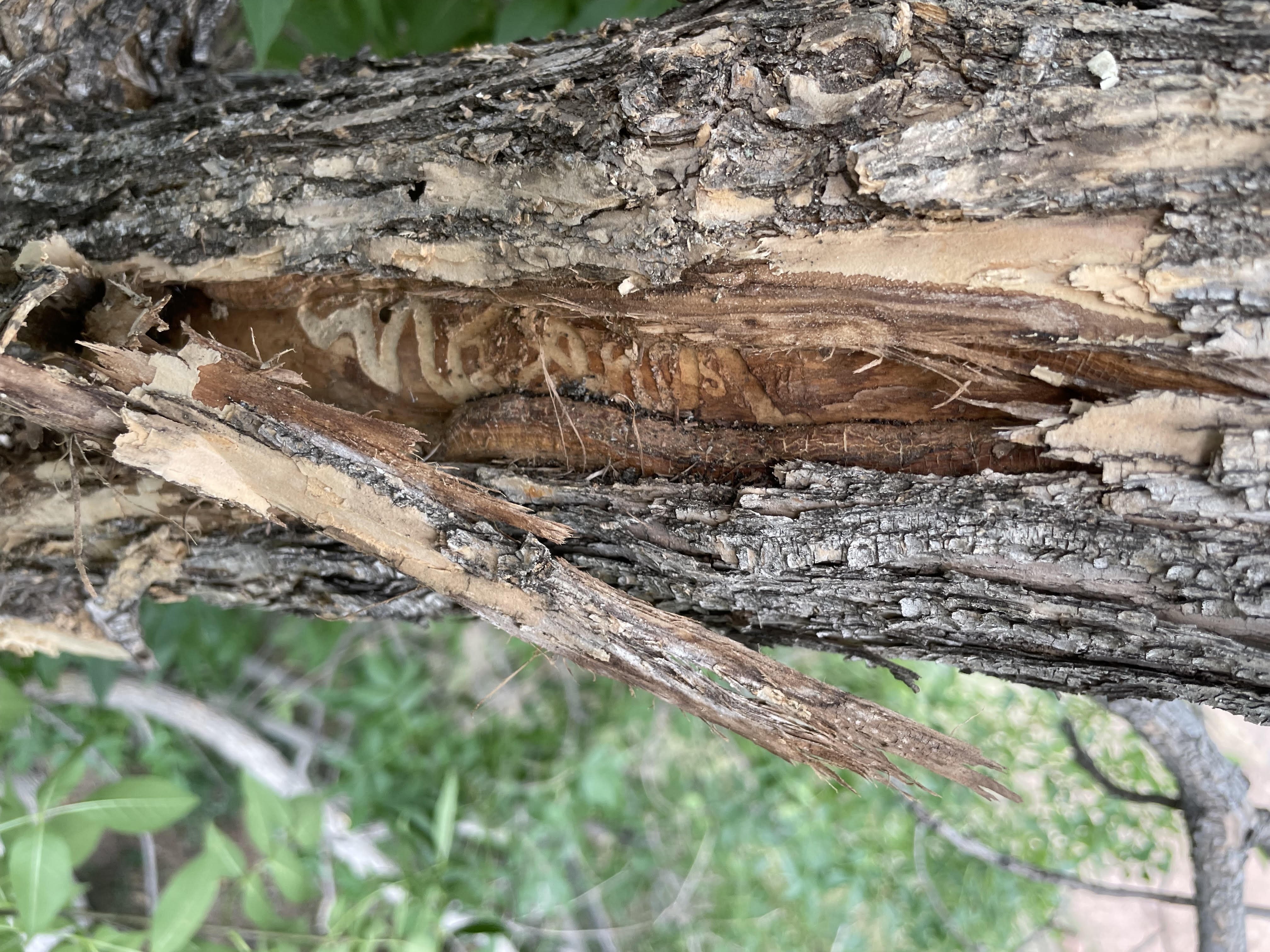 Bark peeled back to reveal serpentine feeding galleries carved by wood-boring larvae — the kind of concealed damage a tree risk assessment is designed to catch before the tree fails