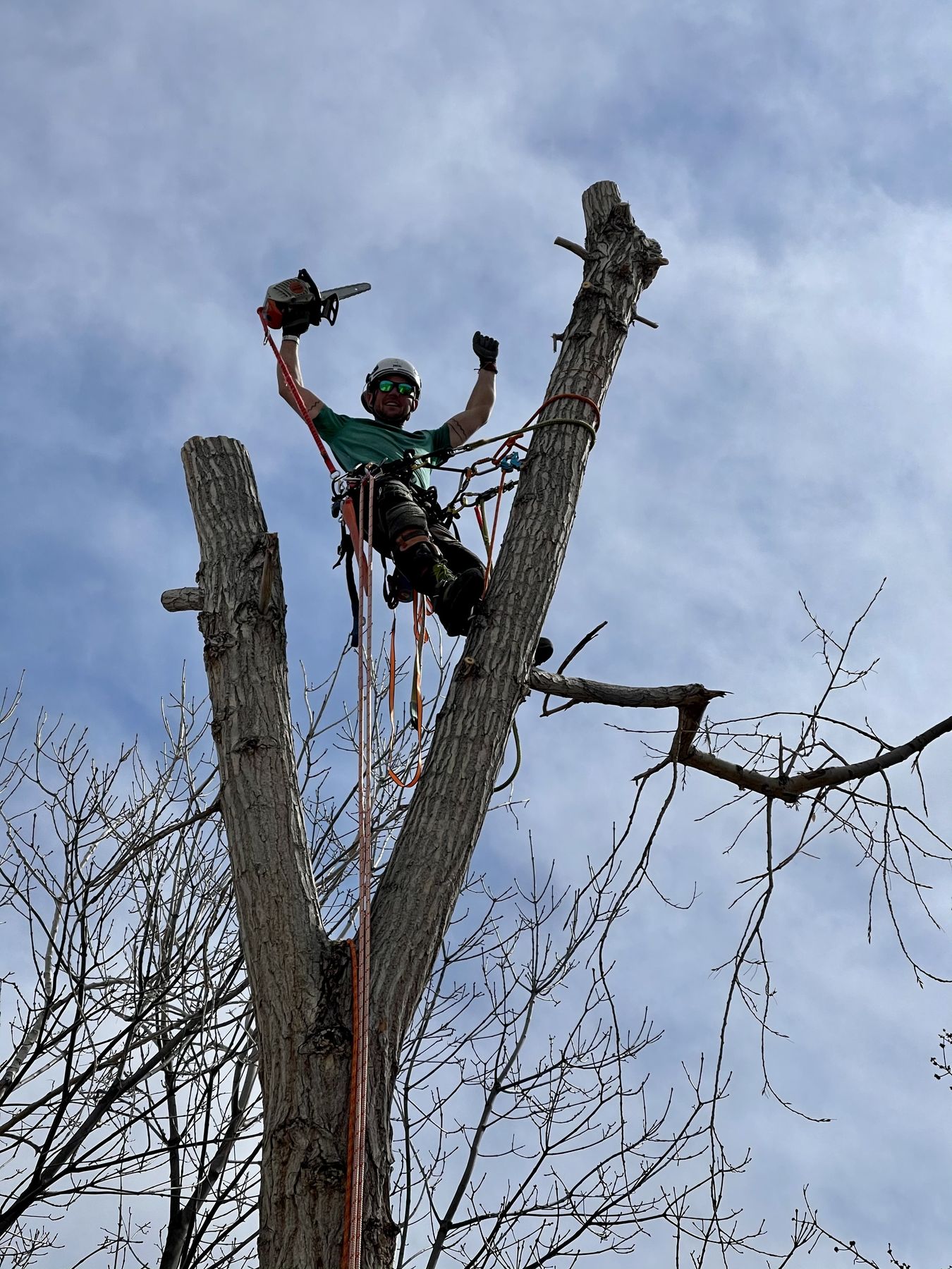 Climber taking down a tree in sections from the spar during a Boulder tree removal