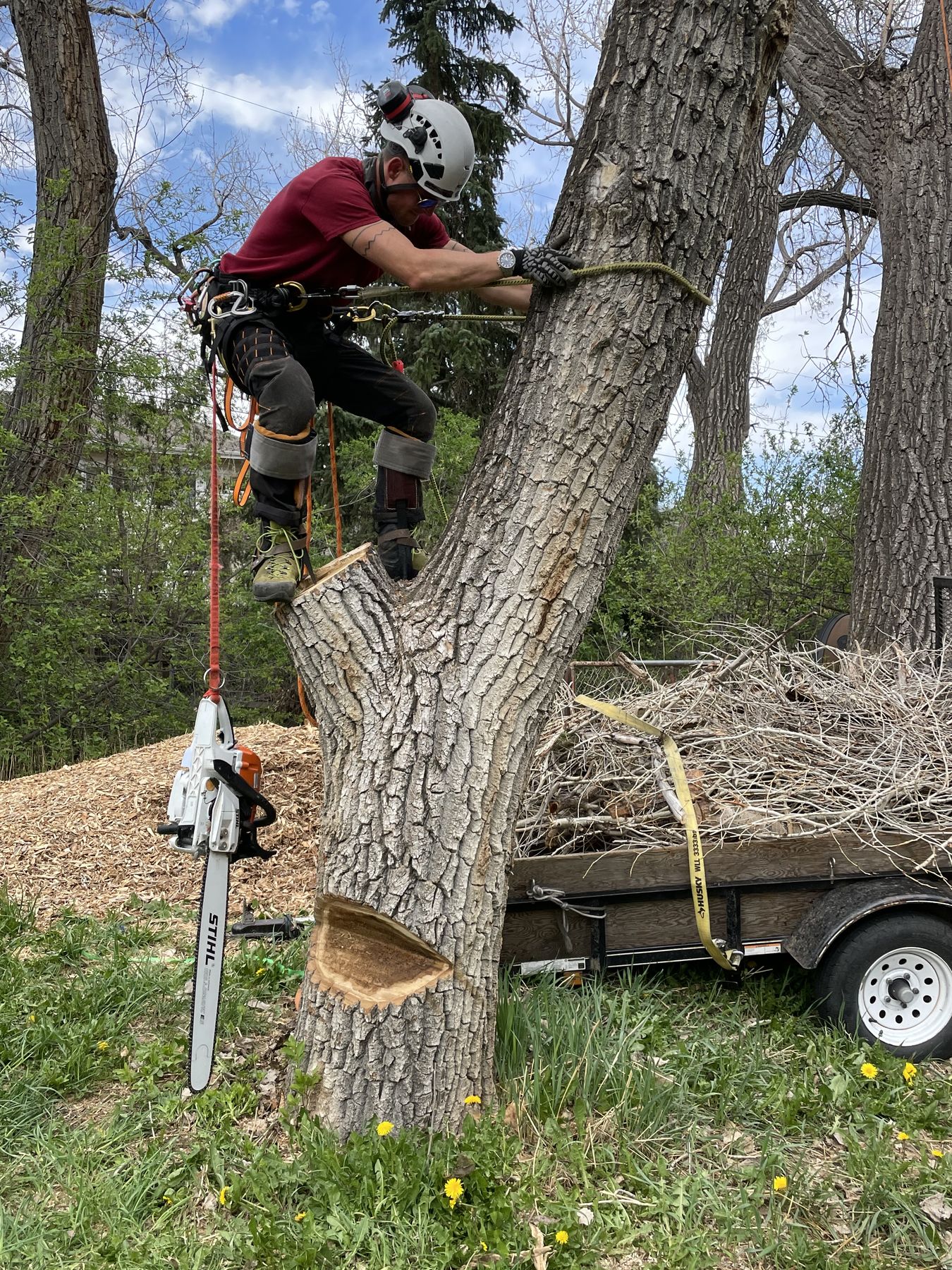Tree removal in progress with notch cut at the base and brush loaded on the trailer