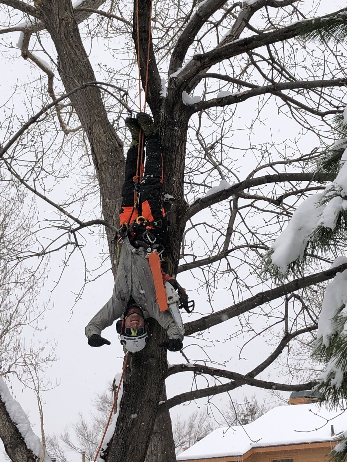 Working inverted on rope in a snow covered tree with a saw while snow falls